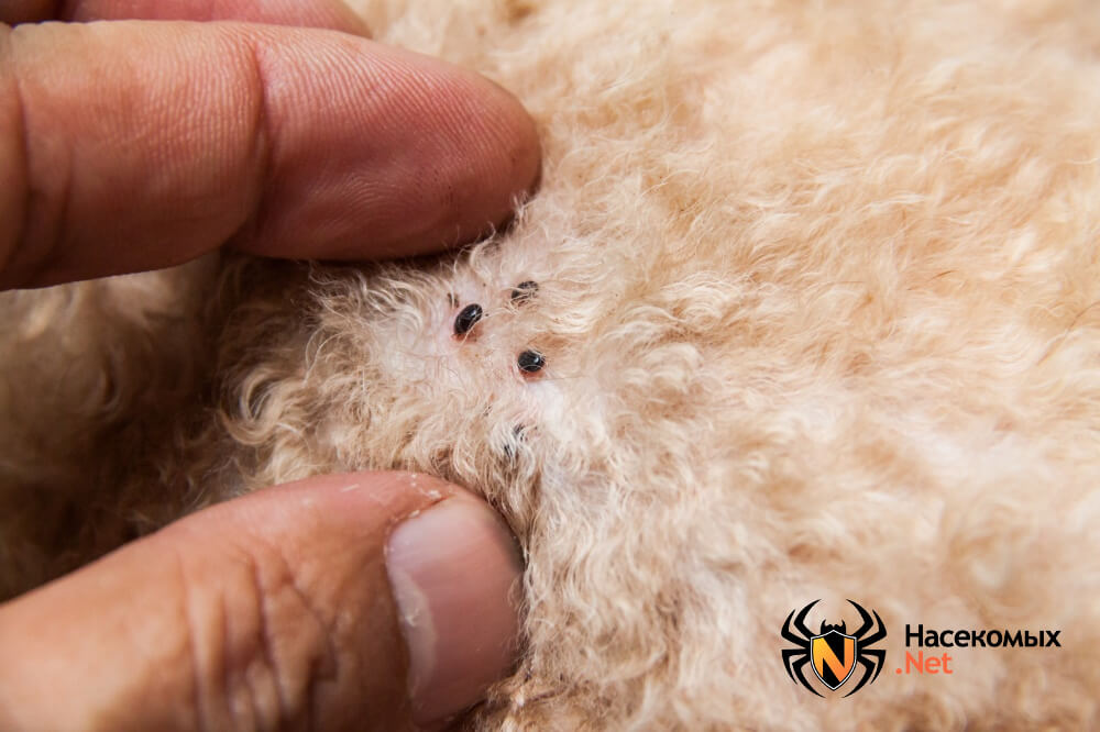 Обливание кипятком